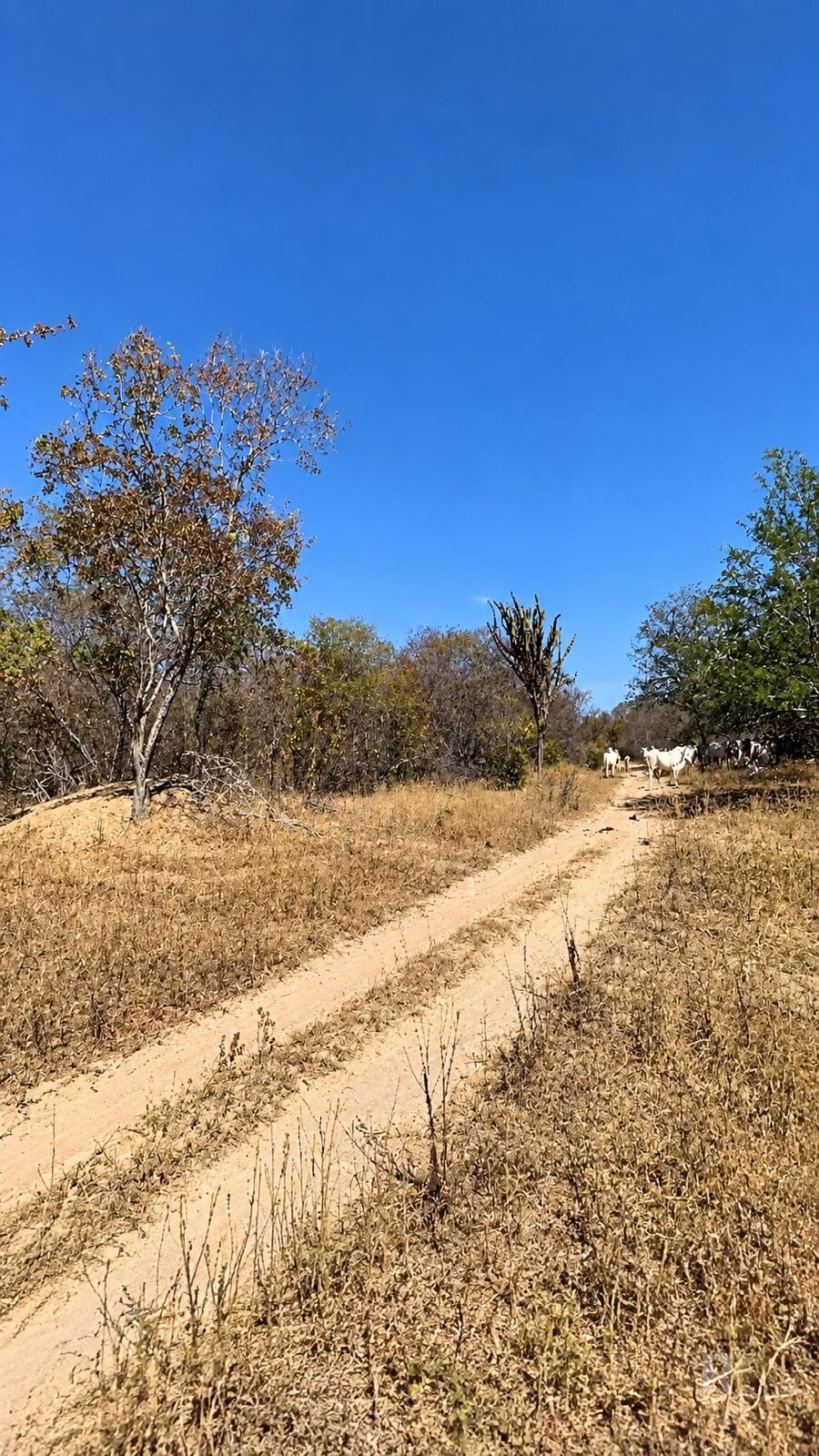 Estrada interna entre a mata nativa da Fazenda Curimatá — Fazenda em Barra