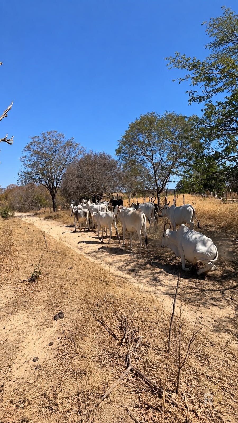 Gado ao longo da cerca, na Fazenda Curimatá — Fazenda em Barra